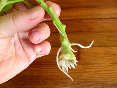 Как вырастить рассаду батата из клубня thumbnail