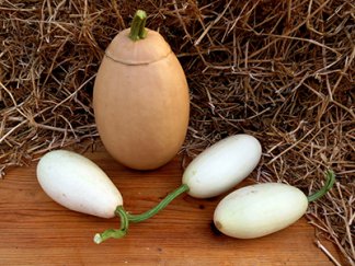 Тыква Белое яйцо